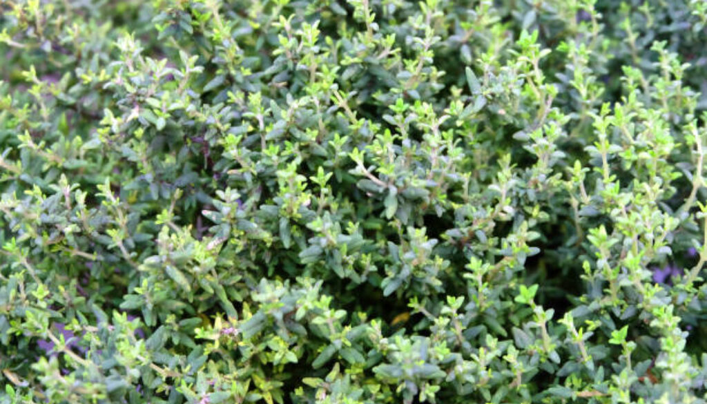 istockphoto-1133705185-612x612