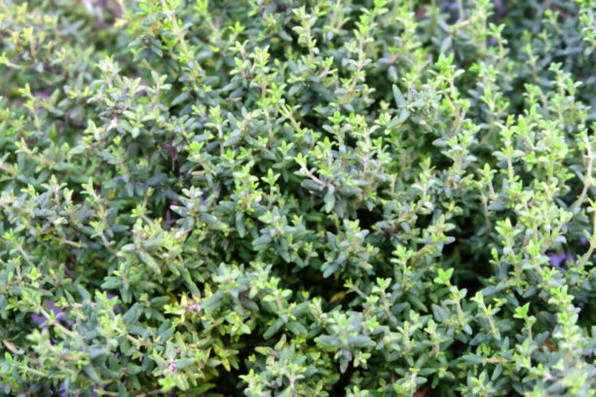 istockphoto-1133705185-612x612