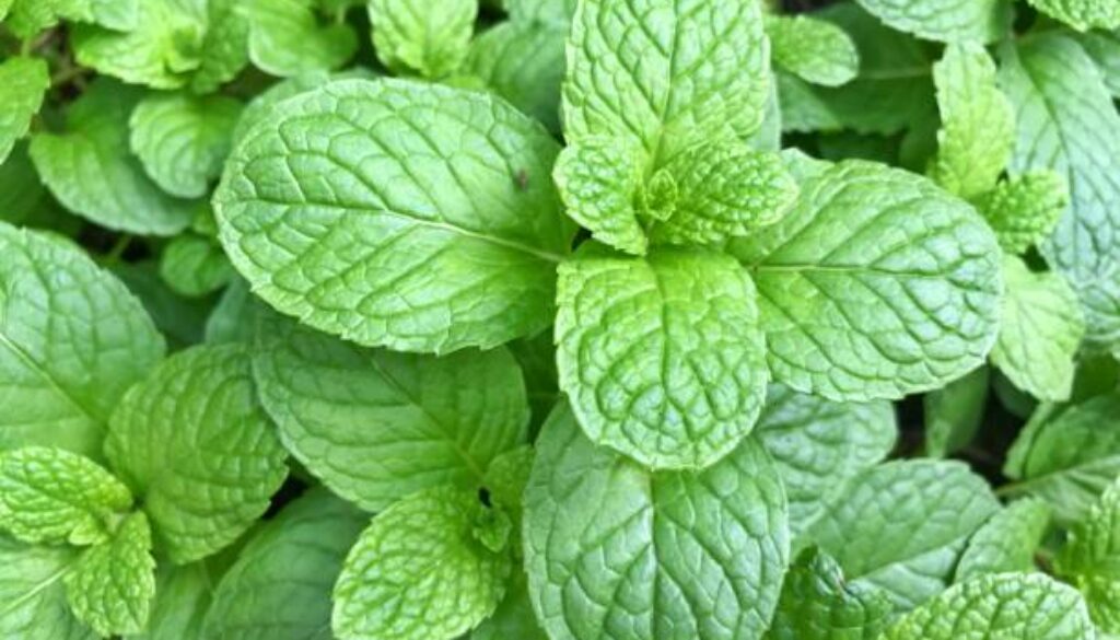 Fresh mint growth in the farm background