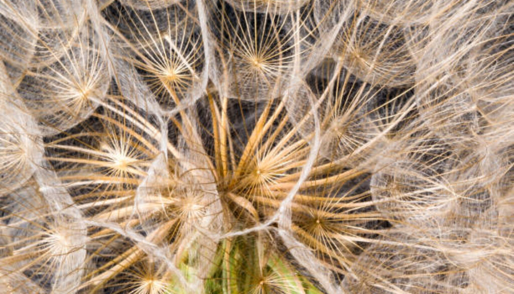 dandelion flower on a beautiful background