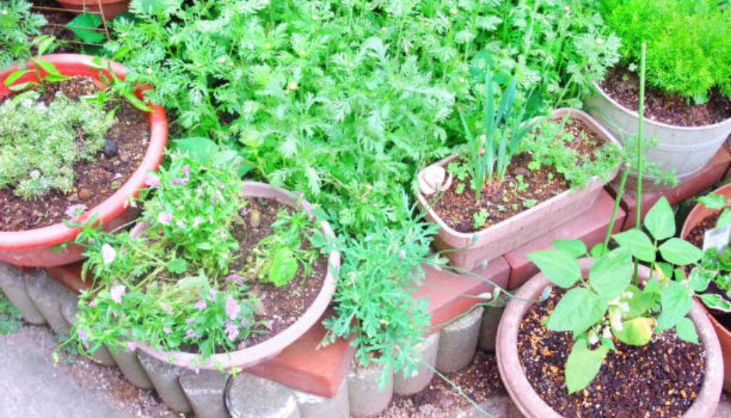 There are many planters with planted plants.