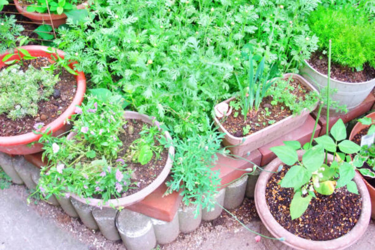 There are many planters with planted plants.