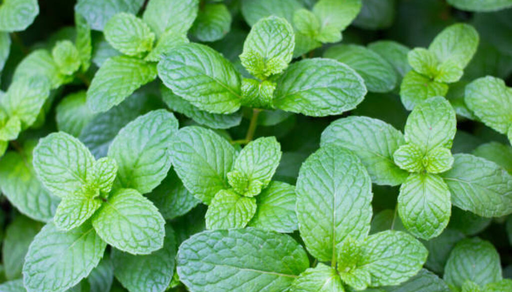Fresh mint leaves in the farm background