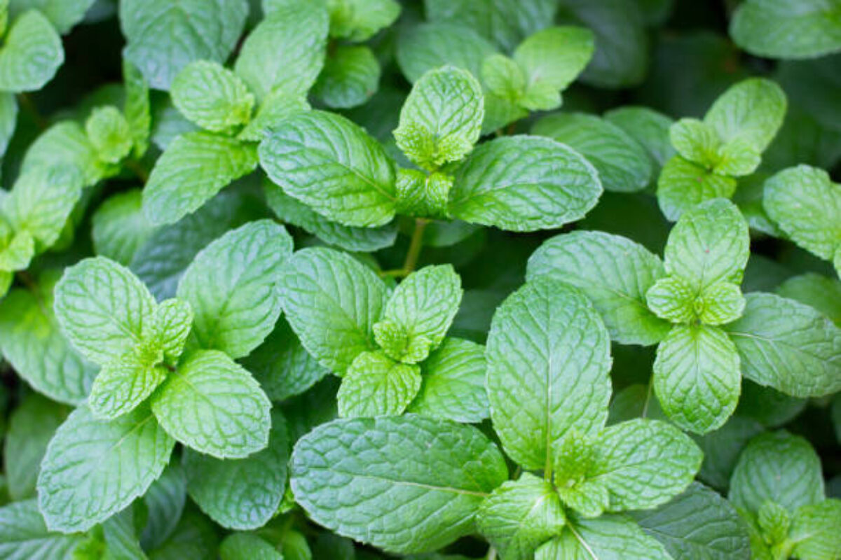Fresh mint leaves in the farm background