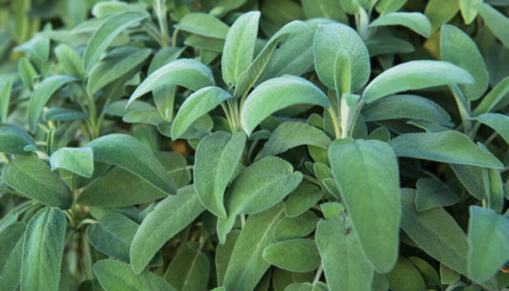 Common Sage (Salvia officinalis) Plant