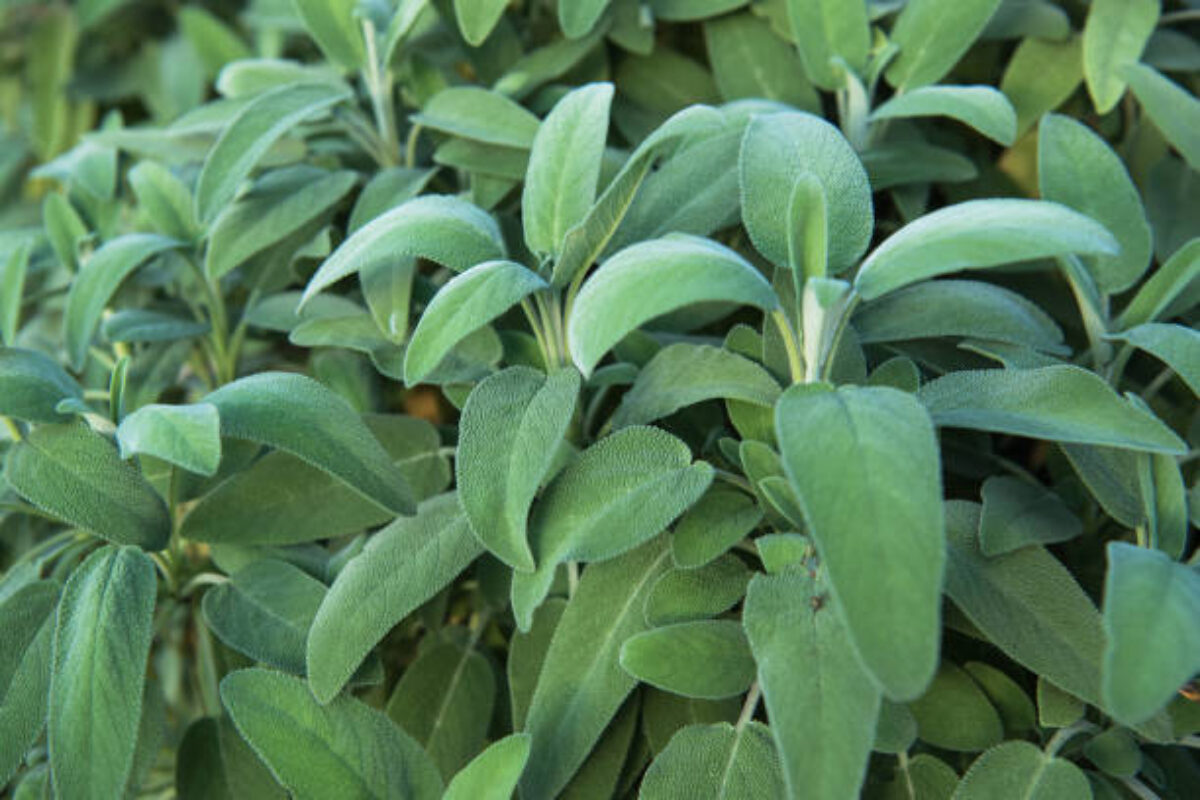 Common Sage (Salvia officinalis) Plant