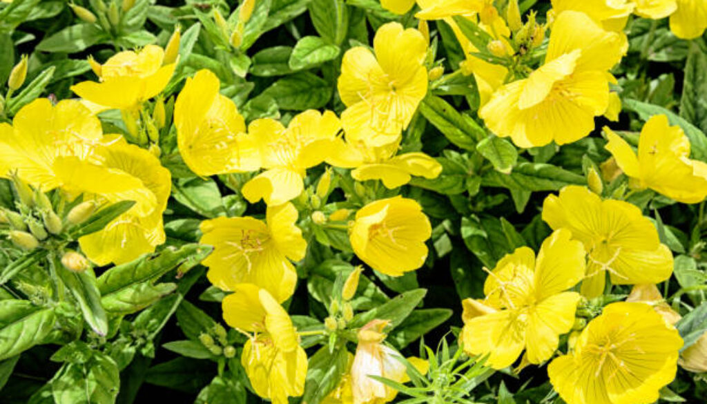 Summer field with yellow flowers.