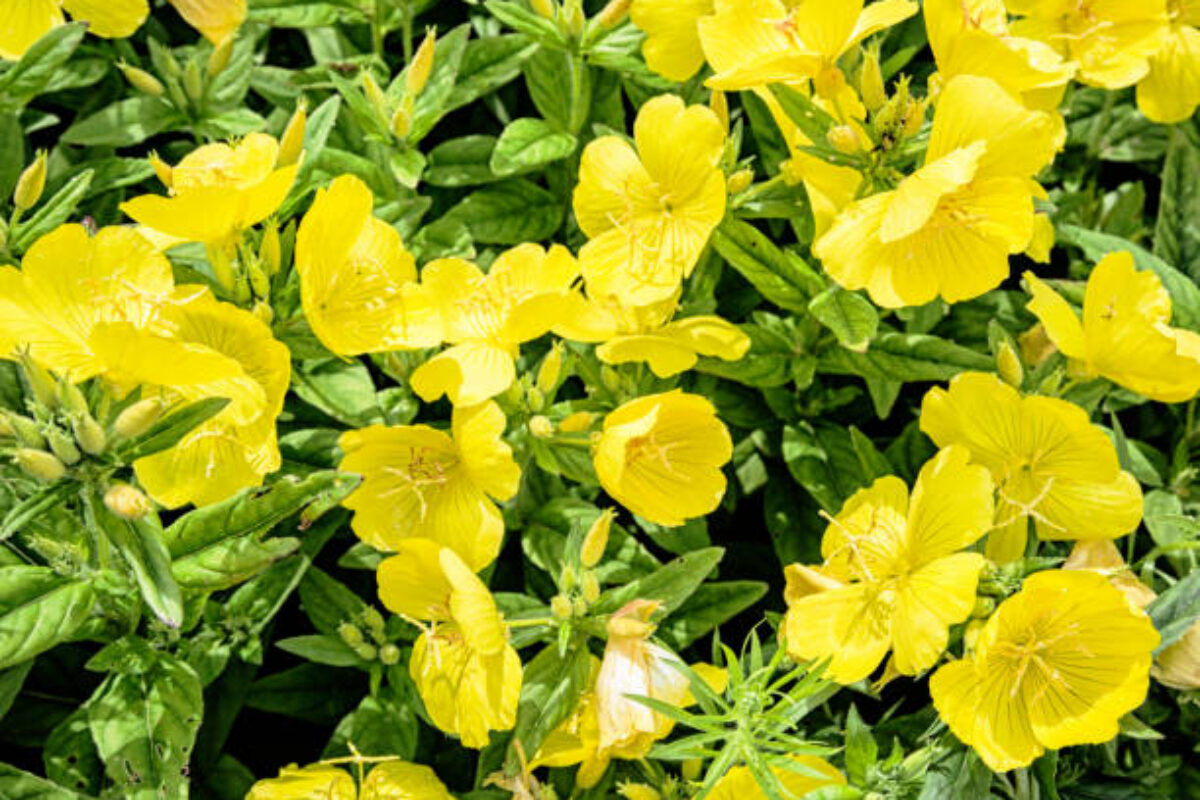 Summer field with yellow flowers.