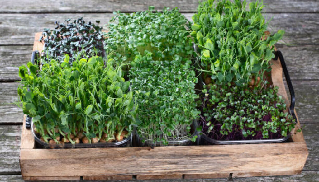 Mixed Microgreens in trays on wooden background.