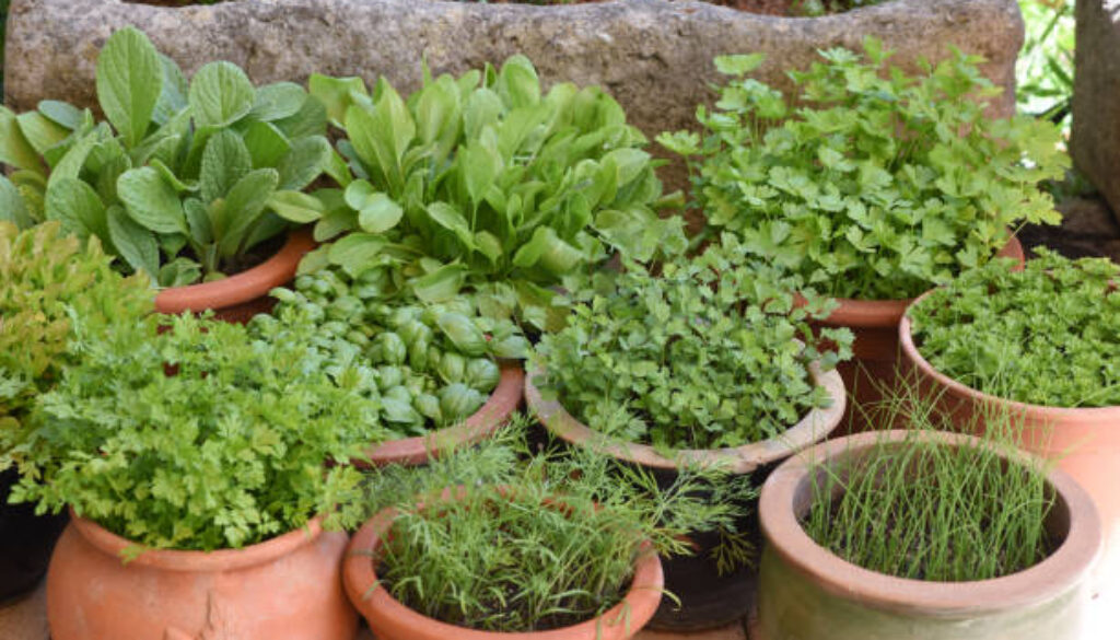 All kitchen herbs are used in the Frankfurt green sauce.