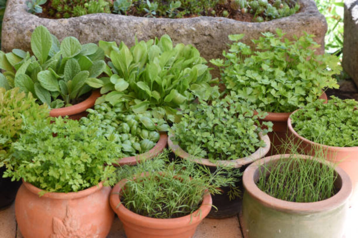 All kitchen herbs are used in the Frankfurt green sauce.