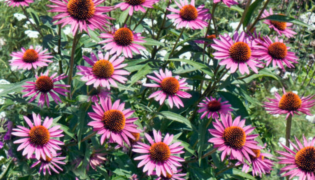 Purple coneflowers, echinacea blooming in garden.