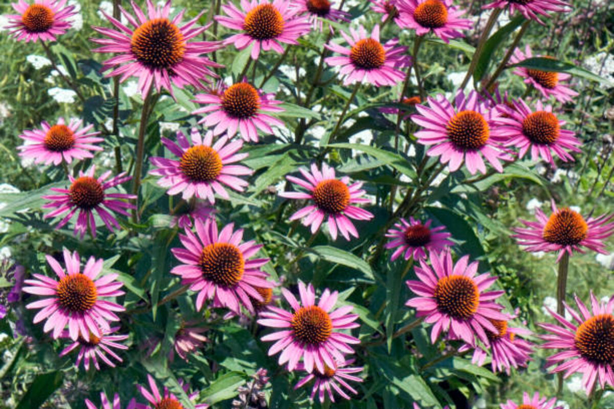 Purple coneflowers, echinacea blooming in garden.