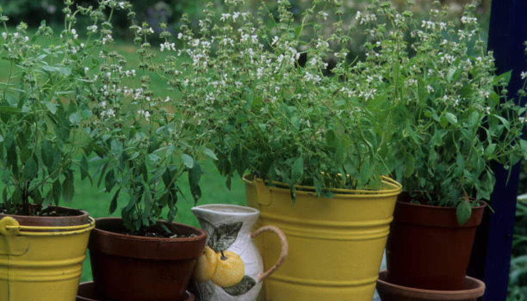 Lemon basil in yellow pot