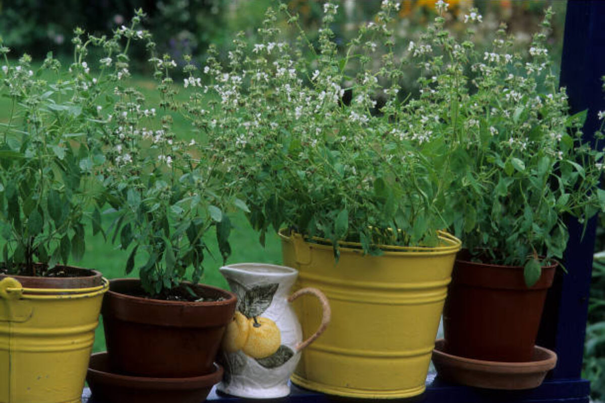 Lemon basil in yellow pot