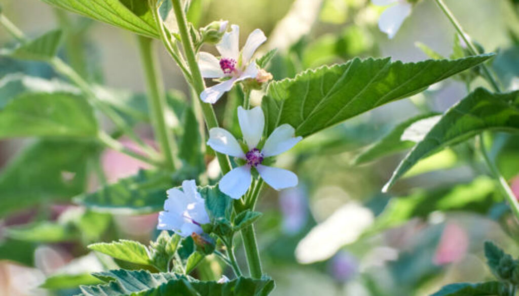 Wild flower Althaea officinalis in the garden.