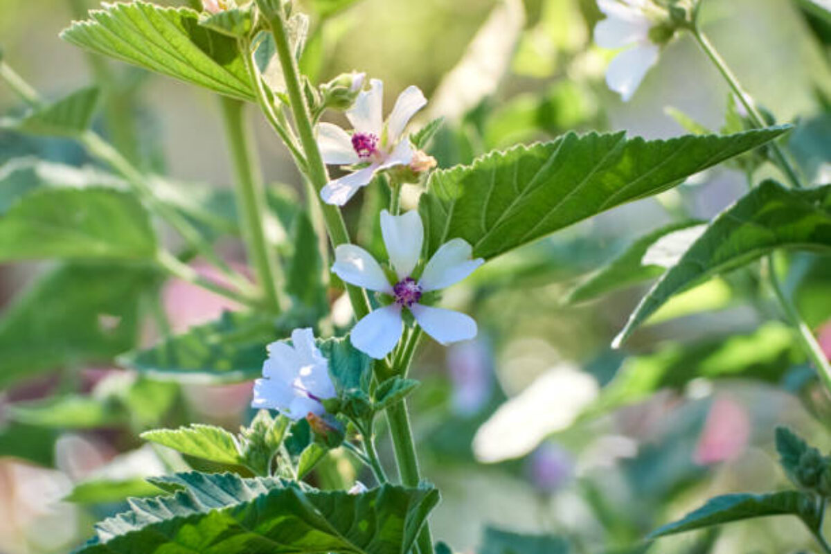 Wild flower Althaea officinalis in the garden.