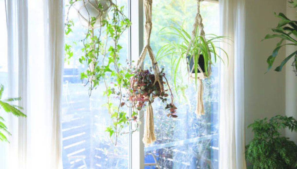 Indoors with green hanging planters of hanging plants