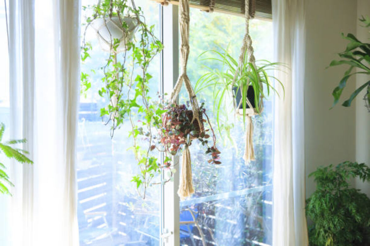 Indoors with green hanging planters of hanging plants
