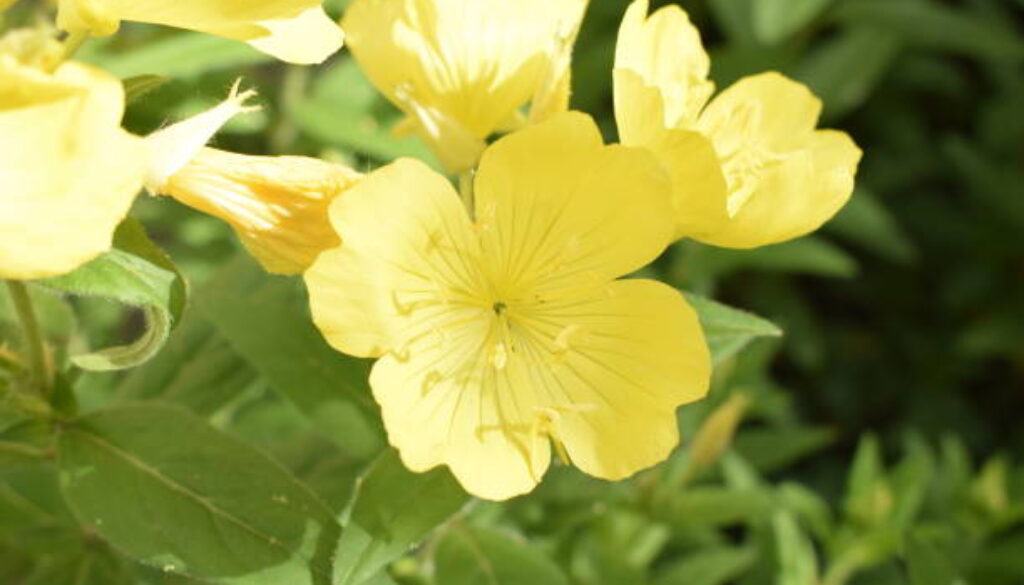 Enotera shrubby (Oenothera) - a perennial yellow flower in the garden, close-up