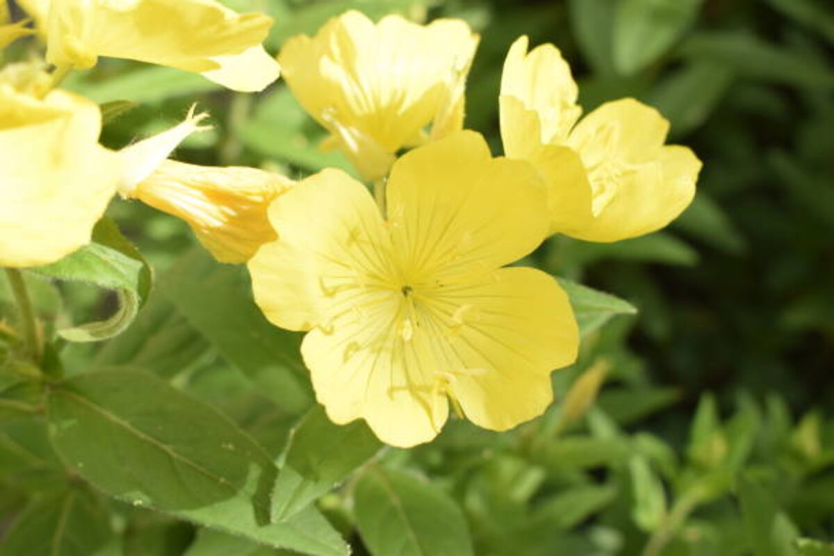 Enotera shrubby (Oenothera) - a perennial yellow flower in the garden, close-up