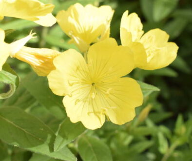 Enotera shrubby (Oenothera) - a perennial yellow flower in the garden, close-up