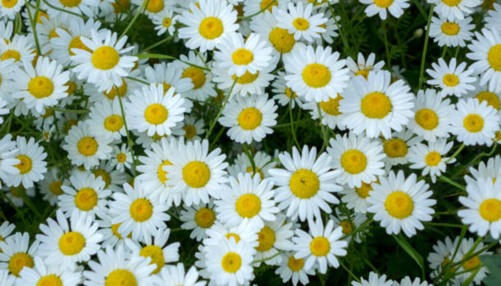 daisies bloomed in the spring