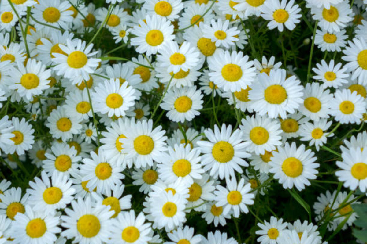 daisies bloomed in the spring