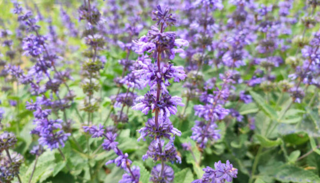 Fields of blooming lavender flowers