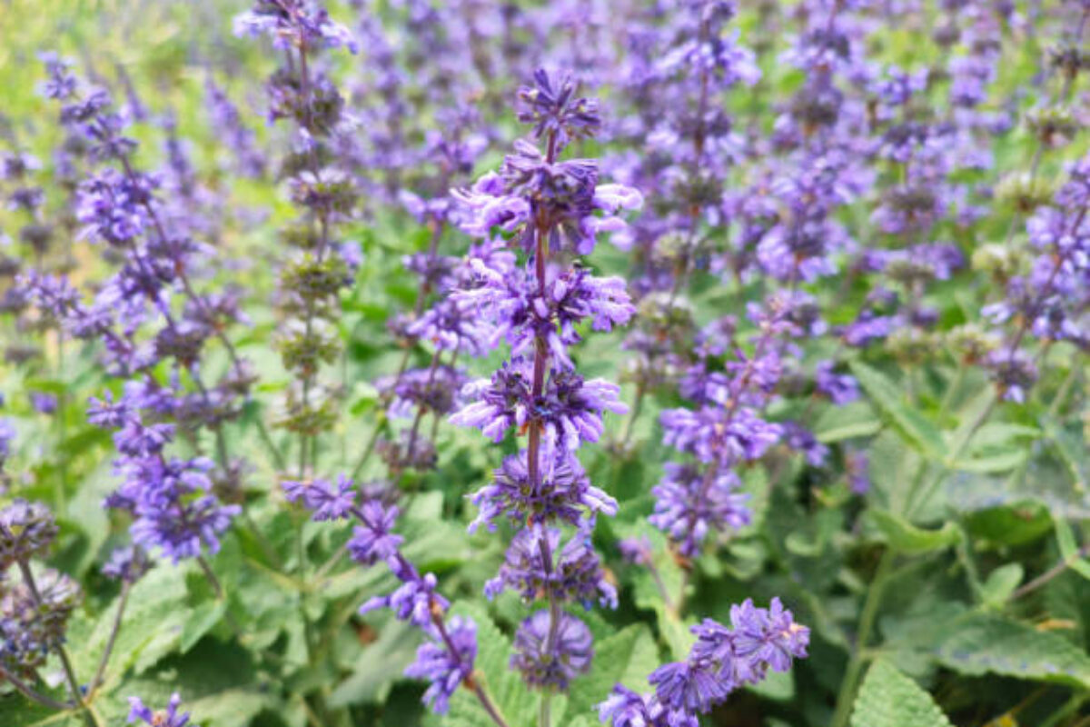Fields of blooming lavender flowers