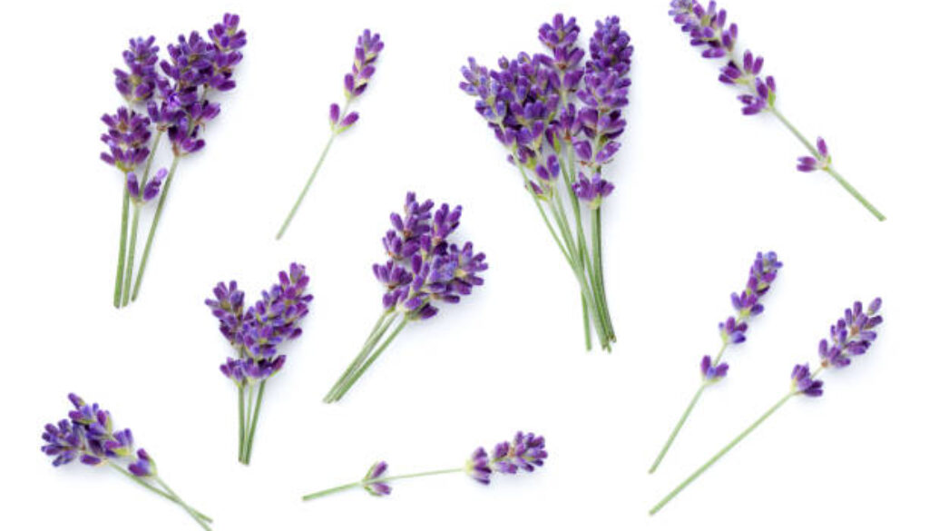 Lavender isolated over white background. Set of fresh natural flowers. Top view