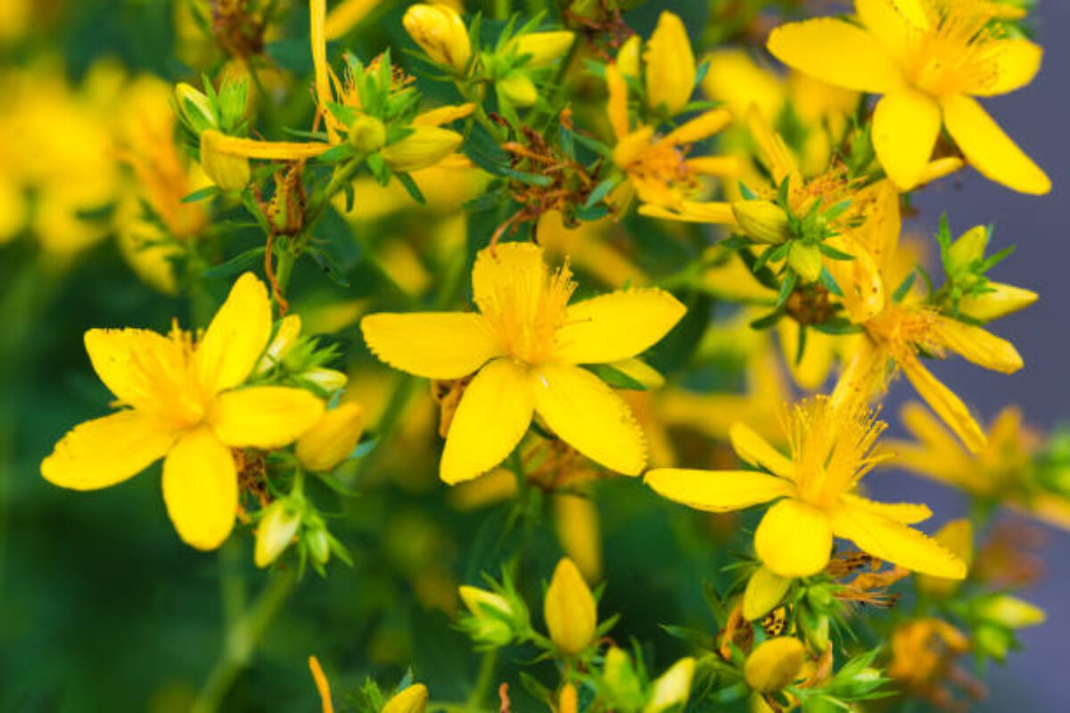 istockphoto-1331891355-612x612