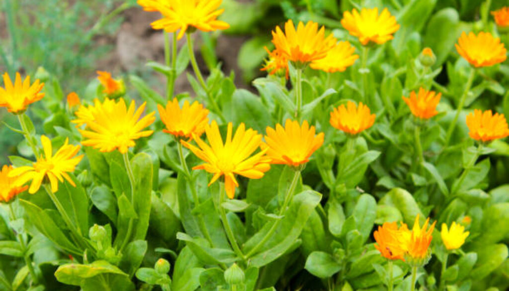 Orange flowers near the garden bloom