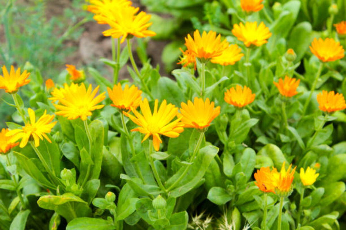 Orange flowers near the garden bloom