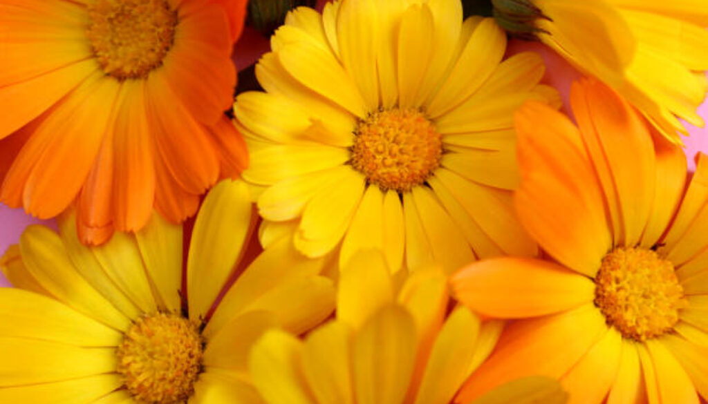 Texture from the buds of marigold flowers.