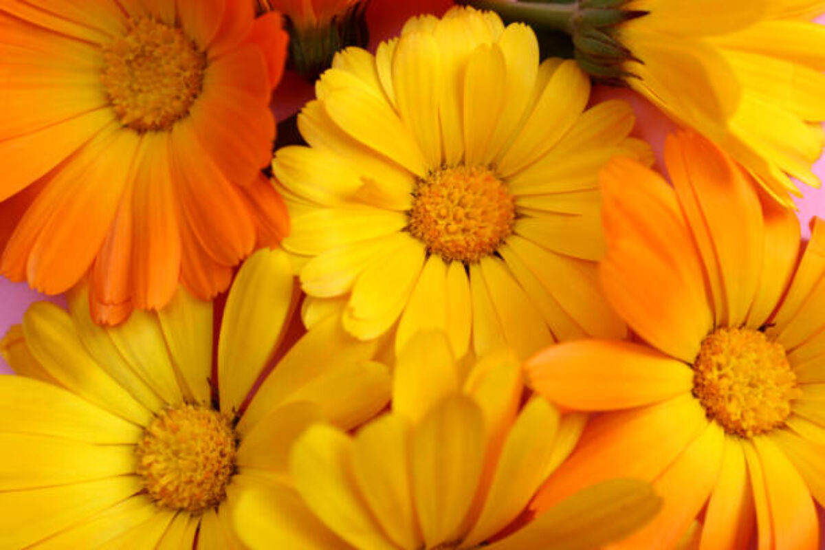 Texture from the buds of marigold flowers.
