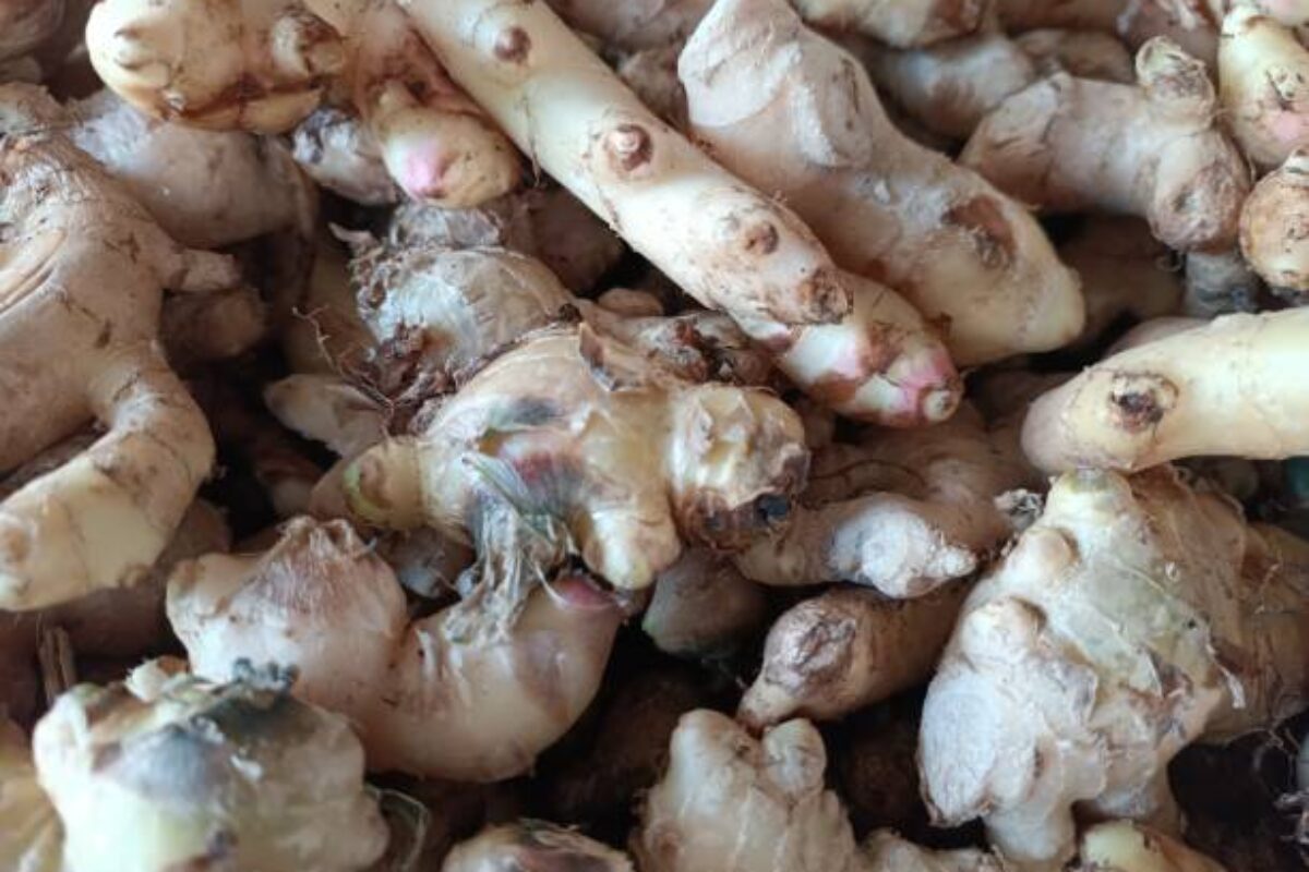 istockphoto-1462171252-612x612