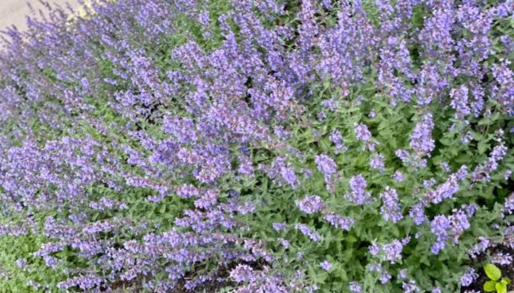 Flower bed