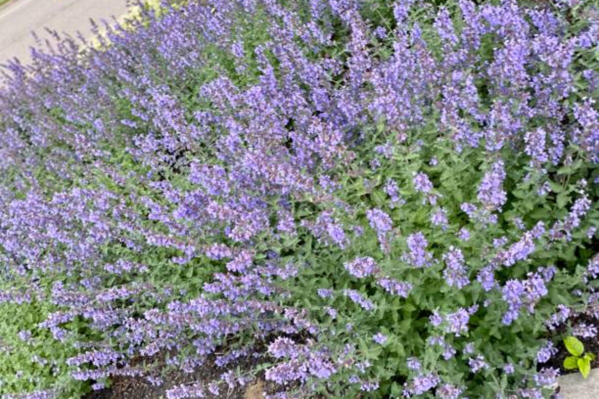 Flower bed