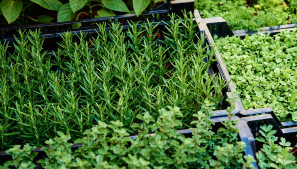 istockphoto-1472066165-612x612