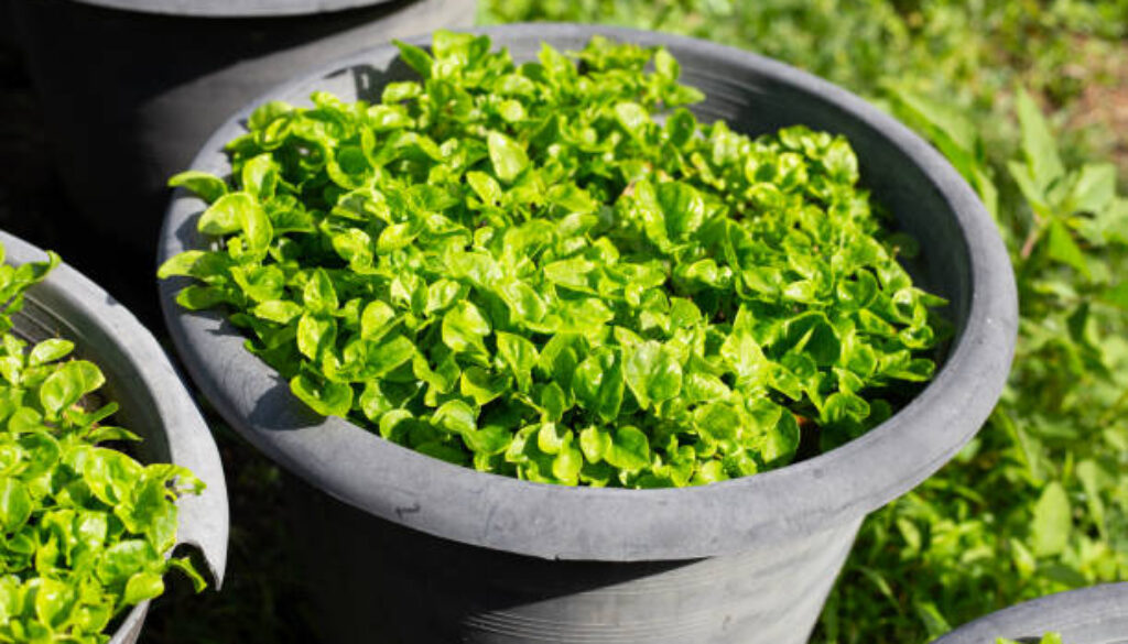 Brazilian Spinach plant in a pot