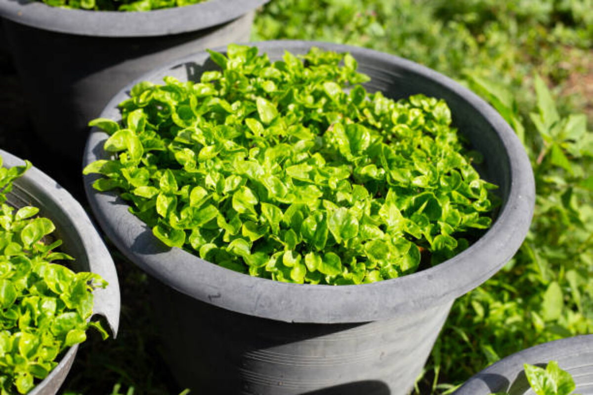 Brazilian Spinach plant in a pot