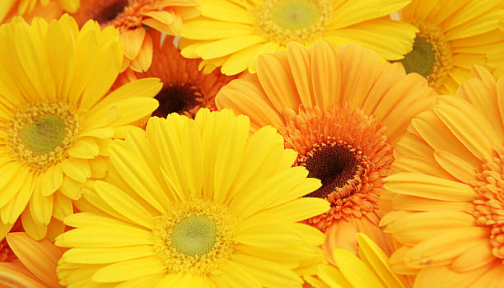 Yellow and orange gerbras in a background