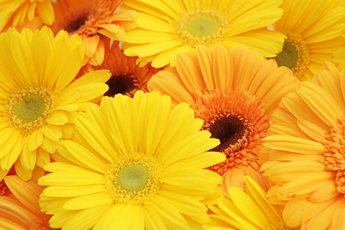 Yellow and orange gerbras in a background