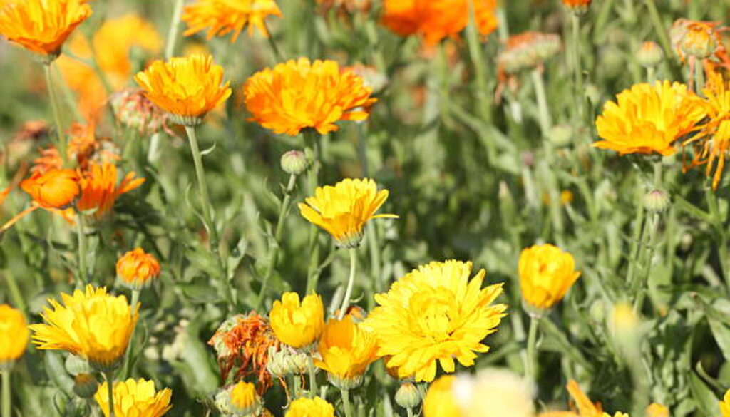 meadow with colorful yeollow tagetes