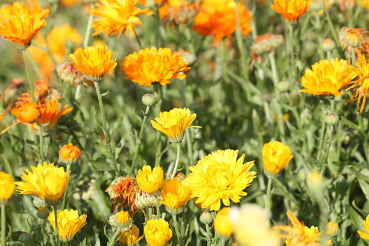 meadow with colorful yeollow tagetes
