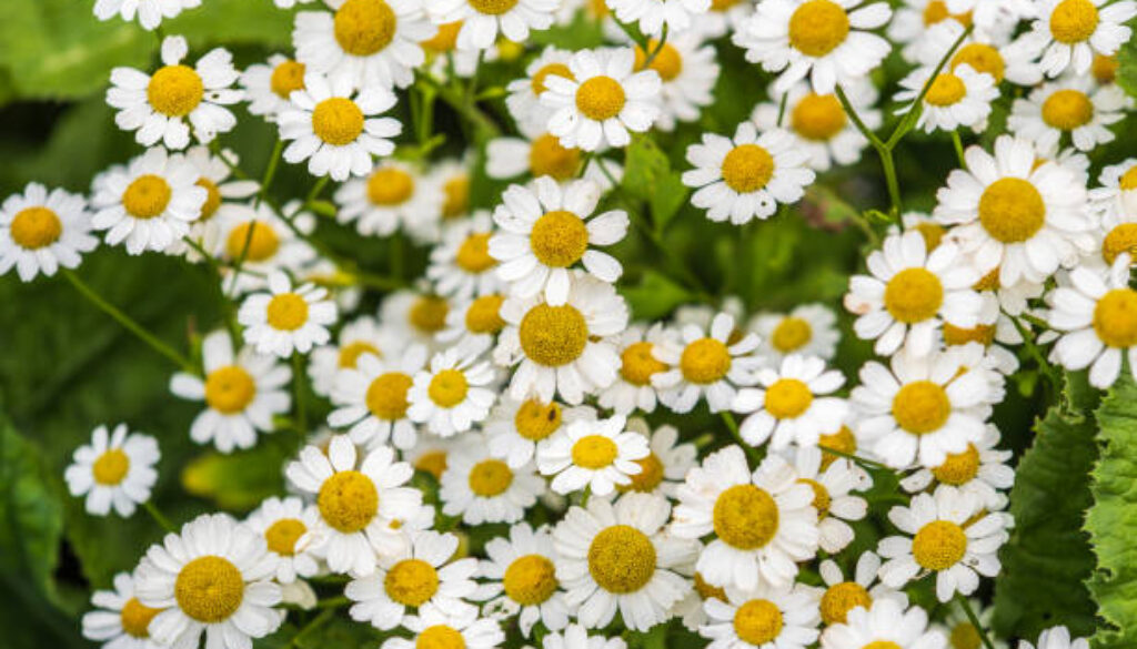 istockphoto-1764396139-612x612