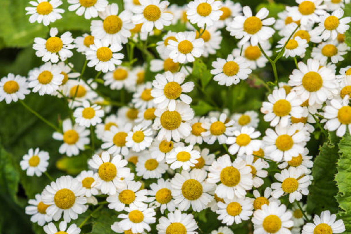 istockphoto-1764396139-612x612