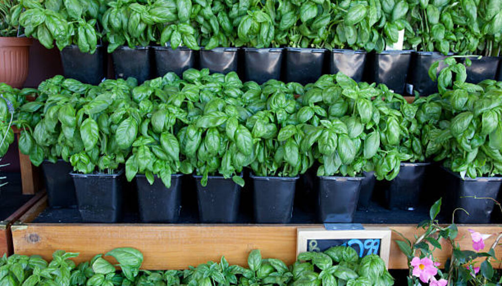 Basil plants in nursery.