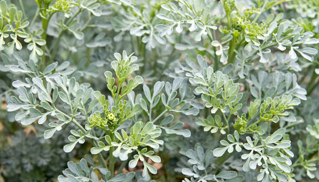 Garden Rue Herb Shrub Plant